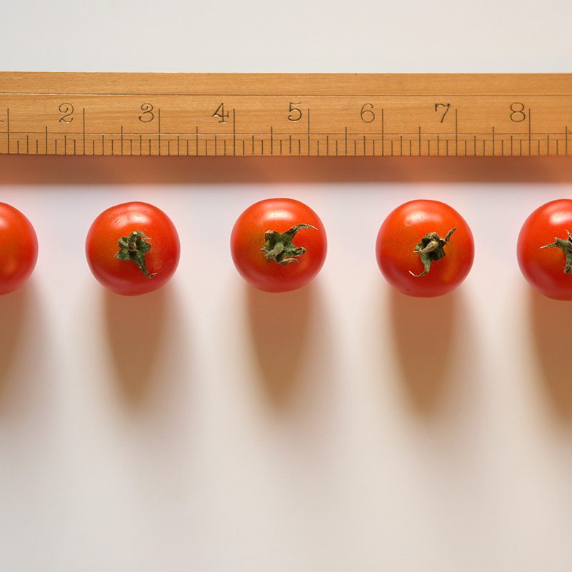 Measuring food (tomatoes in a row)